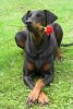 Doberman Flower.jpg
