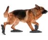doggie-floor-dusting-slippers.jpg