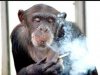smoking chimp.jpg