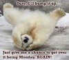polar-bear-cub_BUMP.jpg