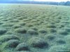 bumps2s.jpg