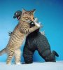 cat-vs-godzilla1.jpg