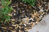 cigarette mulch.jpg