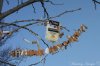 cigarette tree.jpg