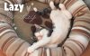 lazy sunday.jpg