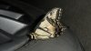 Butterfly.jpg