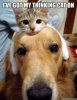 I've Got my Thinking Cat on.jpg