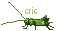 cricket1f.gif