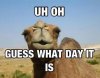 Hump Day.jpg