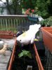 elvis gardening.jpg
