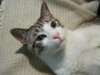 kitties 010.jpg