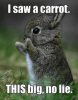 a_baa-a-cute-little-bunny.jpg