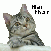 hai_thar.gif