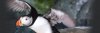 animals-puffin-hero.jpg