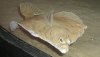 i-1e629369ec3858d4938f77e8d06333c9-flounder.jpg