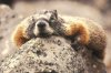 marmot_rock.jpg