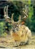 jackalope.jpg