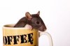 3879737-the-small-black-baby-rat-looks-out-of-a-coffee-mug.jpg