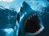 Shark-2.jpg
