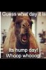 humpday.jpg