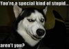2103-youre-a-special-kind-of-stupid-arent-you.jpg
