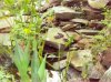 100_3968.jpg