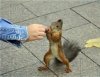 Squirrel.jpg