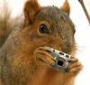 spy squirrel.jpg