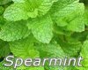 MVJ_spearmint.jpg