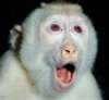 albino_animal_-_macaque_024.jpg