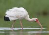 WhiteIbis-Vyn-000101-0016-1.jpg