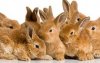 rabbits.jpg