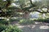 st. john oak.jpg