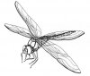 Dragonfly-Coloring-Page.jpg