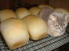 the-world_s-top-10-best-images-of-camouflage-cats-9.jpg