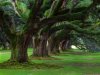 live-oakslouisiana.jpg