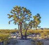 joshua-tree-in-warm-bright-light.jpg