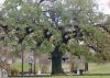 evangeline_oak.jpg
