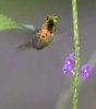 Hummingbird.jpg