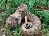 WesternDiamondback_USFWS.jpg