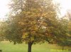 Horse Chestnut tree.jpg