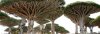 Cool-Trees2.jpg
