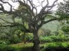 WaipioValleyTree.jpg