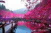 Cherry-Tree-Pond-Sakura-Japan1-800x534.jpg