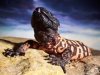 gila_monster.jpg