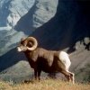 bighorn_sheep.jpg
