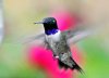 black_chinned_hummingbird_glamor12.jpg