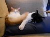 kitties.jpg