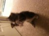 kitty4.jpg
