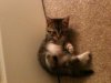 kitty2.jpg